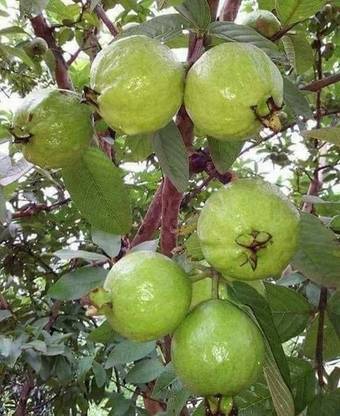 Bijaya Online Store Guava Plant