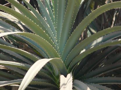 Kapebonavista Gagan-dhul Ketaki Jambul Pine Pandanus Odorifer Plant, it is a plant not a seed Seed