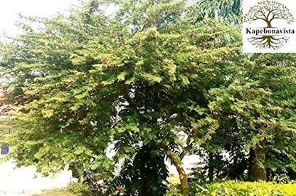 Kapebonavista Shami Khejri Tree Prosopis cineraria Living Plant, it is a plant not a seed Seed