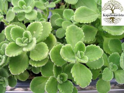 Kapebonavista Ajwain Plectranthus Barbatus Spanish Seed