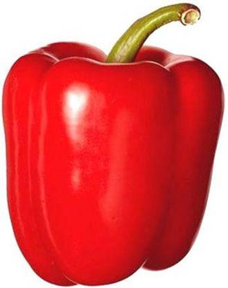 Paudha Capsium red Seed