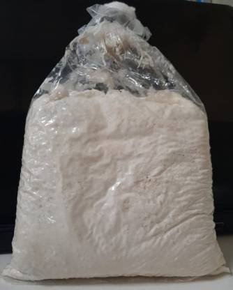Qorn Oyster Mushroom Spawn/Seeds Edible CO2 Variety 1kg Seed