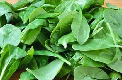Paudha Palak Seed