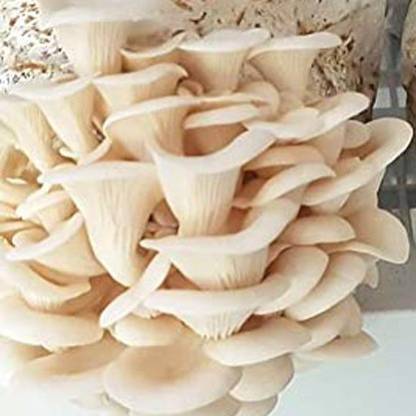 Qorn Oyster Mushroom Spawn/Seeds Edible Seed