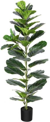 greenplanthub Ficus Bonsai Plant