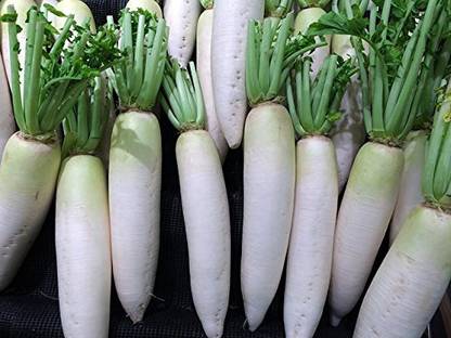 KANAYA White Radish (Mooli Ke Beej} Seed
