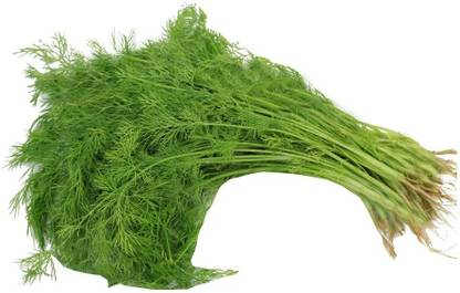 XOLDA Soya Dill Seed