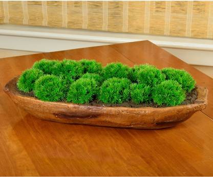 Farmfeed picnia moss Seed