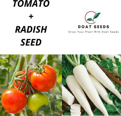 Doat Tomato With Radish 2 Varieties of Vegetable Seeds Combo (Pack of 100) Seed