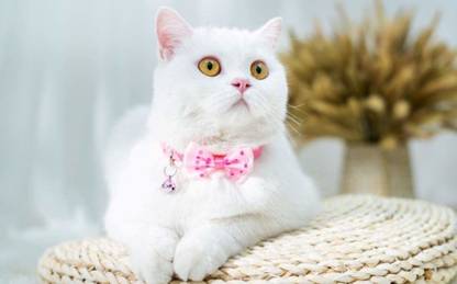 Hachiko Cat Bowknot Collar Cute Bow Tie Bell Adjustable Kitten Necktie (Color May Vary) Cat Everyday Collar
