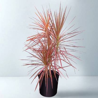 My Dream Nursery Dracaena Colorama Plant
