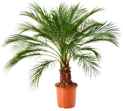 Corofitam Phoneix Palm Plant