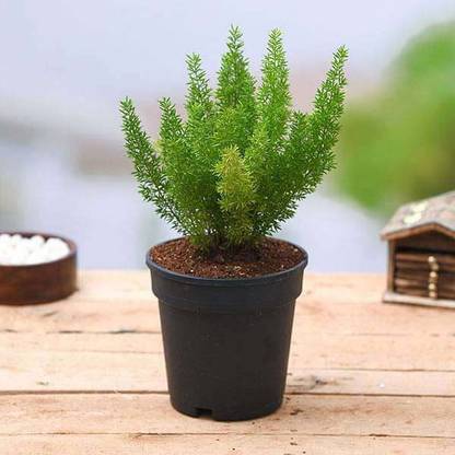 RhinoBells Foxtail Fern