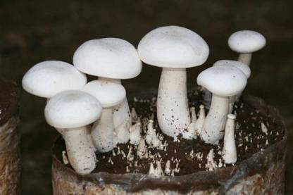 Qorn Milky Mushroom (600g) Seed