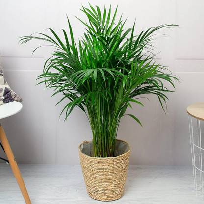 Aquinnah Graden Areca Palm