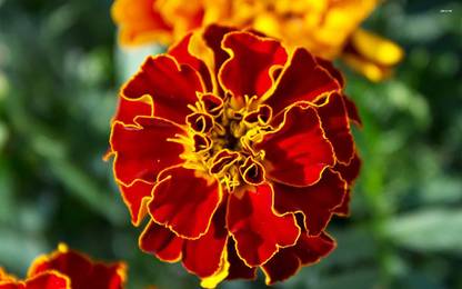 Paudha MariGold Red Flower Seed