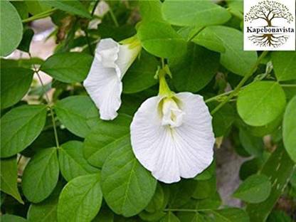 Kapebonavista Shankha Pushpa Safed Koyala Aparajita plant, it is a plant not a seed Seed