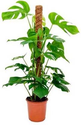 HAB ORGANICS Coir CoCo Pole Moist Stick for Plants Indoor & outdoor climbing plants Mulch Garden Mulch