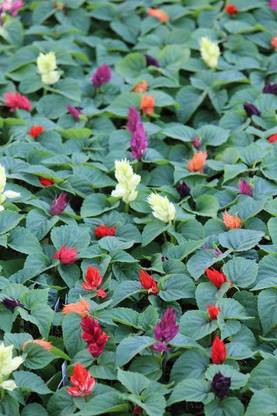 XOLDA Salvia Mix Flower Seed