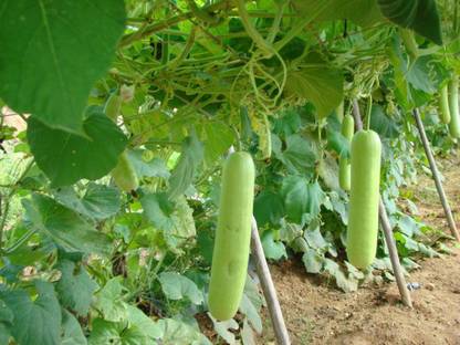 Avysa Bottle Gourd Seed