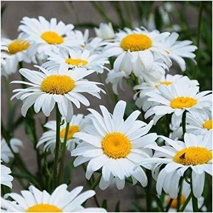 Mozette Chrysanthemum White Flower Seed