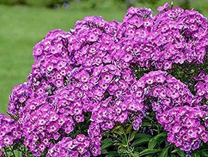 XOLDA Phiox Flower Seed