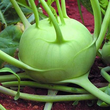 SM Exports Knol Khol Kohlrabi Vegetables Seeds Pack of 10 Seeds. Seed