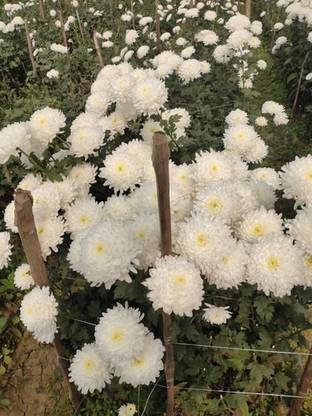 Mozette Chrysanthemum White Flower Seed
