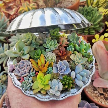 Earth Hopper All Seasons Air Purifier Mix Succulent Seeds- Trial Pack of 35 Seed