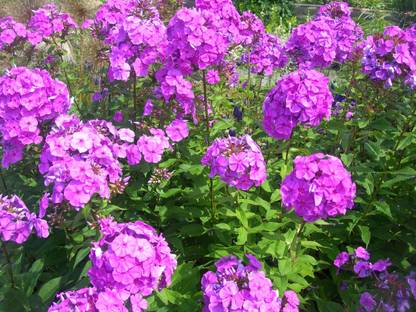 Mozette Phiox Flower Seed