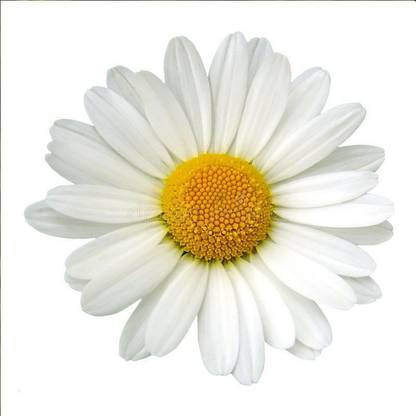 Mozette Daisy White Flower Seed