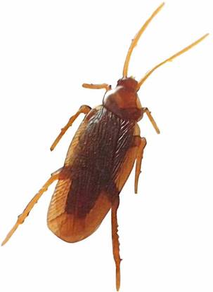 Hetkrishi Fake Plastic Cockroach High Quality Prank Novelty Bugs Roaches Looks Real Prank Toys Gag Toy