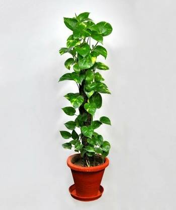 Plants Heaven Money Plant