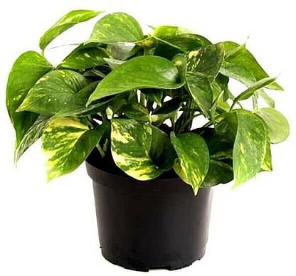 Plants Heaven Money Plant