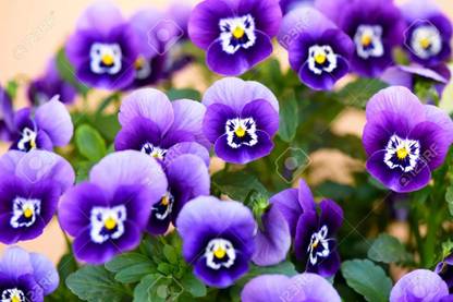 XOLDA Viola Flower Seed