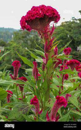 XOLDA Cockscomb Flower Seed
