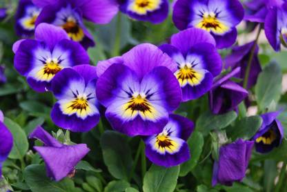 Mozette Viola Flower Seed