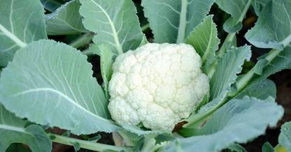 VibeX PUAS-94 - Organic Desi Cauliflower Super Snowball - (150 Seeds) Seed
