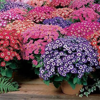 Mozette cineraria Flower Seed