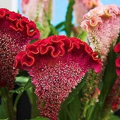 Mozette Cockscomb Flower Seed