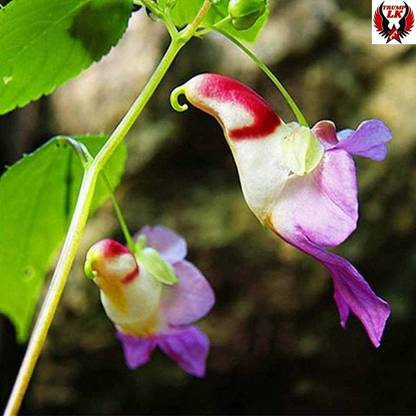 Earth Hopper 10 Seeds Parrot Flower Impatiens Psittacina- Rare Flower Seed