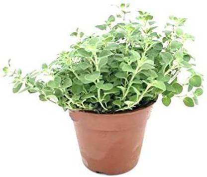 Paudha Marjoram Seed