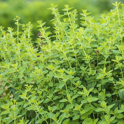 XOLDA Oregano Seed