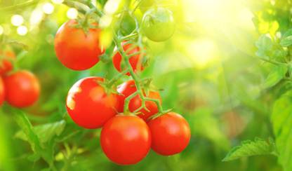 XOLDA Cherry Tomato Seed