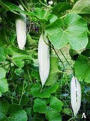 Trothic PUDALANGAI/PADAVALNGA/PADWAL, SNAKE GOURD SEEDS Seed