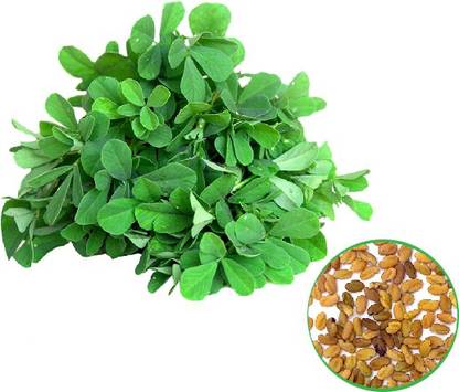 Early Green Menthi Seed