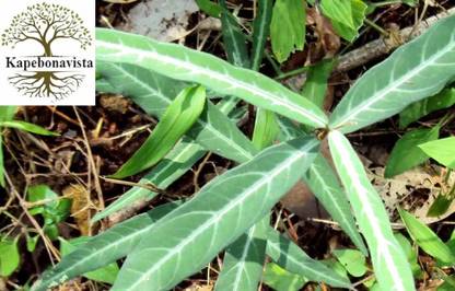 Kapebonavista Anantamul Anantamool Anant Vel Maeen Mool plant, it is a plant not a seed Seed