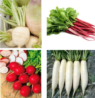 ANGIOOUTLETS Combo pack of reddish white round long| reddish red long round vegetables Seed