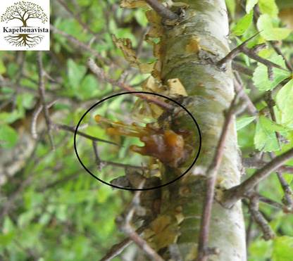Kapebonavista Guggul Gugulipid Indian Bdellium Commiphora plant, it is a plant not a seed Seed