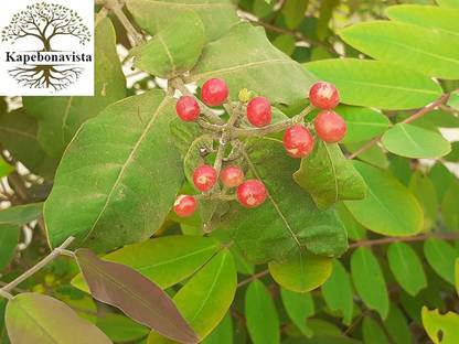 Kapebonavista patala garuda 3 months old sapling plants, it is a plant not a seed Seed